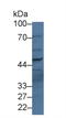 Phospholipase B1 antibody, LS-C372877, Lifespan Biosciences, Western Blot image 