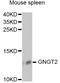 G Protein Subunit Gamma Transducin 2 antibody, LS-C749006, Lifespan Biosciences, Western Blot image 