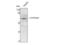 Cytochrome P450 Family 26 Subfamily A Member 1 antibody, STJ92564, St John