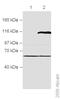 Histone-lysine N-methyltransferase EHMT2 antibody, ab40542, Abcam, Western Blot image 