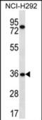 Testis Specific 13 antibody, PA5-71737, Invitrogen Antibodies, Western Blot image 