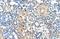 Zinc Finger Protein 274 antibody, A10728, Boster Biological Technology, Immunohistochemistry frozen image 