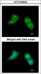 Ubiquitin-conjugating enzyme E2 G2 antibody, LS-C186053, Lifespan Biosciences, Immunocytochemistry image 