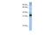 Serine And Arginine Rich Splicing Factor 8 antibody, PA5-41917, Invitrogen Antibodies, Western Blot image 