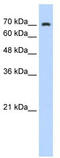 Zinc Finger Protein 441 antibody, TA341475, Origene, Western Blot image 