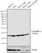 Peptidylprolyl Isomerase A antibody, PA1-025, Invitrogen Antibodies, Western Blot image 