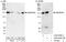 Ankyrin Repeat Domain 50 antibody, A303-000A, Bethyl Labs, Western Blot image 