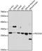 Programmed Cell Death 10 antibody, LS-C750370, Lifespan Biosciences, Western Blot image 
