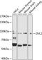 Dishevelled Segment Polarity Protein 2 antibody, 23-022, ProSci, Western Blot image 