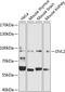 Segment polarity protein dishevelled homolog DVL-2 antibody, 23-022, ProSci, Western Blot image 