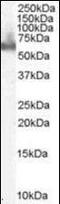 Docking Protein 3 antibody, orb94896, Biorbyt, Western Blot image 