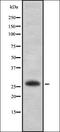 Empty Spiracles Homeobox 2 antibody, orb337611, Biorbyt, Western Blot image 