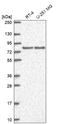 Discs Large MAGUK Scaffold Protein 3 antibody, HPA078130, Atlas Antibodies, Western Blot image 