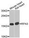 Replication Protein A3 antibody, abx006386, Abbexa, Western Blot image 