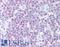 DNA Polymerase Delta 1, Catalytic Subunit antibody, LS-B1325, Lifespan Biosciences, Immunohistochemistry frozen image 