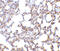 SKI Like Proto-Oncogene antibody, 2255, ProSci, Immunohistochemistry frozen image 