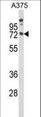 Myelin Associated Glycoprotein antibody, LS-C163968, Lifespan Biosciences, Western Blot image 