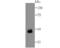 FEZ Family Zinc Finger 2 antibody, NBP2-75721, Novus Biologicals, Western Blot image 