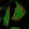 RNA Binding Motif Protein 42 antibody, NBP1-82770, Novus Biologicals, Immunocytochemistry image 
