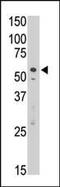 Sialic Acid Binding Ig Like Lectin 7 antibody, PA5-11693, Invitrogen Antibodies, Western Blot image 