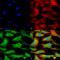 ATPase Copper Transporting Beta antibody, 56517, QED Bioscience, Immunocytochemistry image 