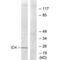Inhibitor Of DNA Binding 4, HLH Protein antibody, PA5-49807, Invitrogen Antibodies, Western Blot image 