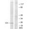 Inhibitor Of DNA Binding 4, HLH Protein antibody, PA5-49807, Invitrogen Antibodies, Western Blot image 