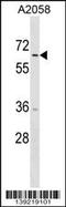 Tripartite Motif Containing 35 antibody, 60-245, ProSci, Western Blot image 