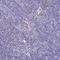 Serpin Family B Member 10 antibody, NBP2-38876, Novus Biologicals, Immunohistochemistry frozen image 