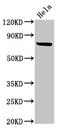 RING finger protein 219 antibody, LS-C672930, Lifespan Biosciences, Western Blot image 