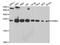 Proteasome Subunit Beta 2 antibody, MBS2523676, MyBioSource, Western Blot image 