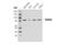 Tudor Domain Containing 3 antibody, 5942S, Cell Signaling Technology, Western Blot image 