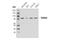 Tudor domain-containing protein 3 antibody, 5942S, Cell Signaling Technology, Western Blot image 