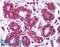 Signal Transducer And Activator Of Transcription 5B antibody, LS-B1679, Lifespan Biosciences, Immunohistochemistry paraffin image 