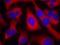 Insulin Receptor Substrate 1 antibody, NB100-82001, Novus Biologicals, Immunofluorescence image 