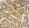 INO80 Complex Subunit D antibody, LS-C165234, Lifespan Biosciences, Immunohistochemistry frozen image 