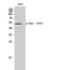 Checkpoint Kinase 1 antibody, A01060S301, Boster Biological Technology, Western Blot image 