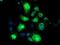 Neuroplastin antibody, MA5-25884, Invitrogen Antibodies, Immunocytochemistry image 
