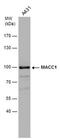 MET Transcriptional Regulator MACC1 antibody, PA5-78674, Invitrogen Antibodies, Western Blot image 