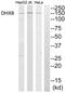 DEAH-Box Helicase 8 antibody, abx014241, Abbexa, Western Blot image 