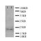 PRP antibody, PA5-79877, Invitrogen Antibodies, Western Blot image 