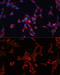 Glypican 3 antibody, 14-389, ProSci, Immunofluorescence image 