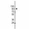 Cadherin 1 antibody, F44157-0.4ML, NSJ Bioreagents, Western Blot image 