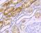 NADH:Ubiquinone Oxidoreductase Core Subunit S3 antibody, NBP2-75587, Novus Biologicals, Immunohistochemistry paraffin image 