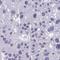 ISL LIM Homeobox 1 antibody, HPA057416, Atlas Antibodies, Immunohistochemistry frozen image 