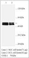 Prostaglandin-Endoperoxide Synthase 1 antibody, MBS416571, MyBioSource, Western Blot image 