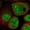 RING finger protein 219 antibody, PA5-57059, Invitrogen Antibodies, Immunofluorescence image 