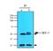 Interferon Regulatory Factor 3 antibody, NBP1-04308, Novus Biologicals, Immunoprecipitation image 