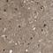 Leucine Rich Repeat Containing 3B antibody, HPA015568, Atlas Antibodies, Immunohistochemistry paraffin image 