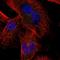 Leucine Zipper Tumor Suppressor Family Member 3 antibody, NBP1-91018, Novus Biologicals, Immunofluorescence image 